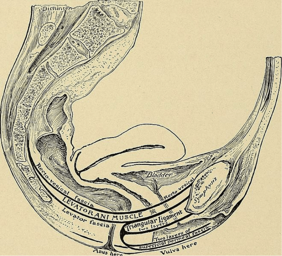Episode 6: Pelvic PT for every postpartum mother